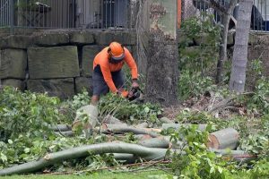 Springfield Tree Services You Can Trust